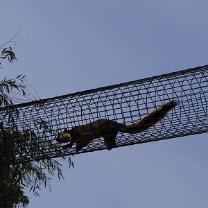 Black Giant Squirrel hihgway