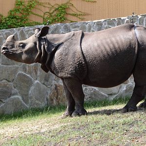 Indian Rhino