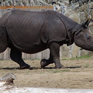 Indian Rhino