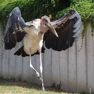 Marabou Stork