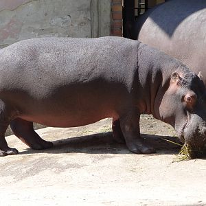 Common Hippo