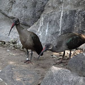 Hadada Ibis