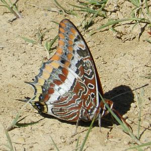 Charaxes jasius