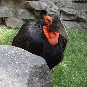 Southern Ground Hornbill