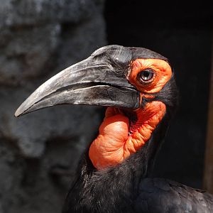 Southern Ground Hornbill