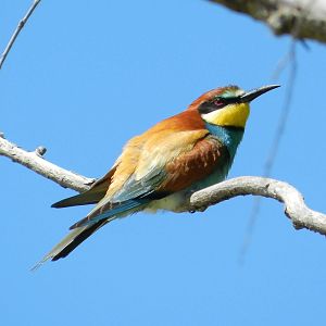 European Bee-eater