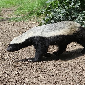 Honey Badger or Ratel (Mellivora capensis)