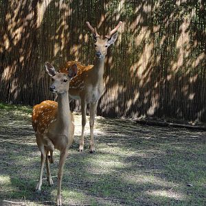 Dybowski's Sika Deer