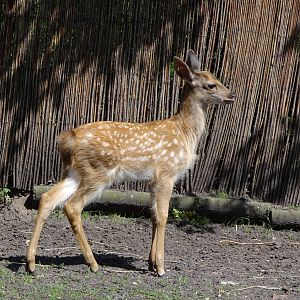Dybowski's Sika Deer