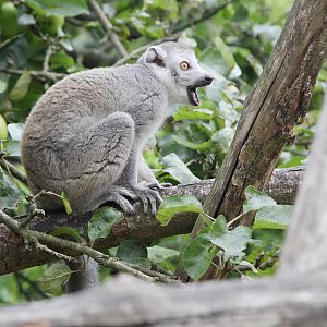 Crowned Lemur (Eulemur coronatus) female