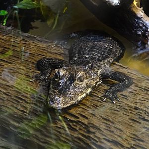Dwarf Crocodile