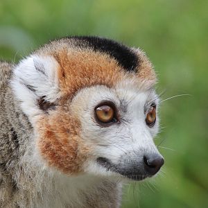 Crowned Lemur (Eulemur coronatus) male