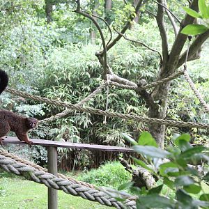 Red-bellied Lemur (Eulemur rubriventer)