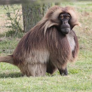 Gelada Baboon (Theropithecus gelada) male