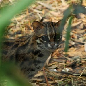 Palawan Leopard Cat - 6th August 2014