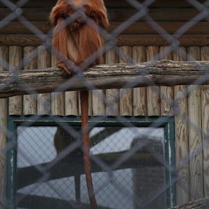 Banded Leaf Monkey (Presbytis melalophos)