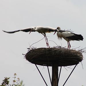 European white storks