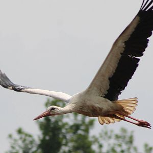 European white stork