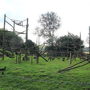 Lion-tailed Macaques enclosure