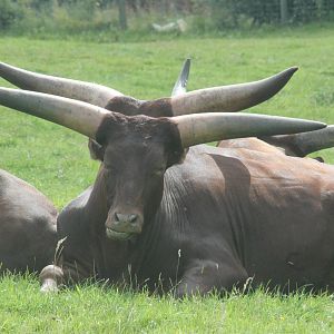 Four-Horned Ankole Cattle at Knowsley