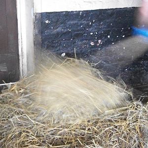 A bed-making whirlwind, 8th August 2014