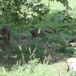 Sumatran Tiger cubs, 4th August 2014