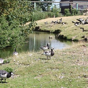Barnacle Goose Island? 4th August 2014