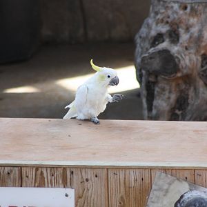 Chico, 4th August 2014