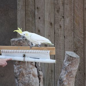 Chico unfurls the banner I, 4th August 2014