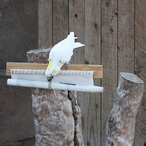 Chico unfurls the banner II, 4th August 2014