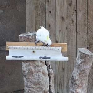 Chico unfurls the banner III, 4th August 2014