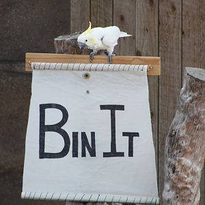 Chico unfurls the banner IV, 4th August 2014