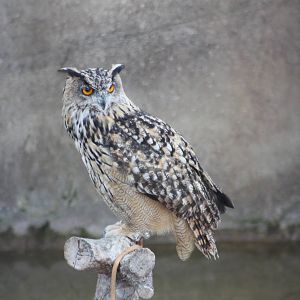 Neo, 4th August 2014