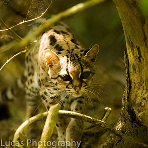 Margay