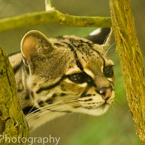 Margay