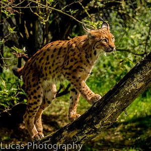 Carpathian Lynx