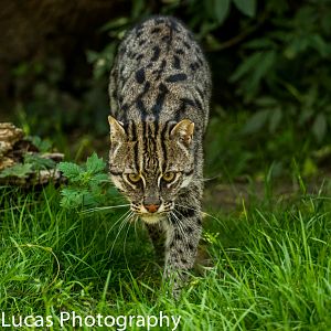 Fishing Cat