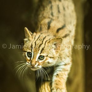 Rusty Spotted Cat kitten