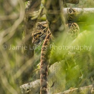 Clouded Leopard