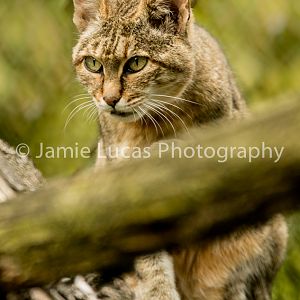African Wildcat