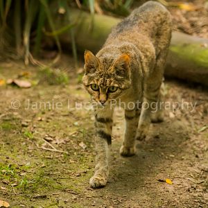 African Wildcat