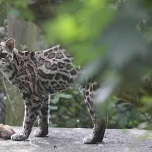 Margay