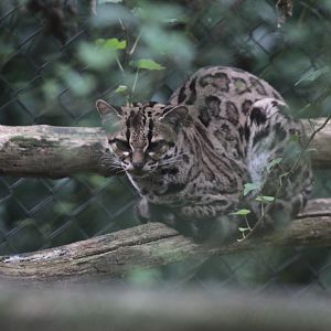 Margay
