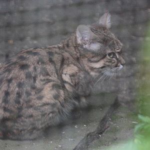 Black-footed Cat (Felis nigripes) male