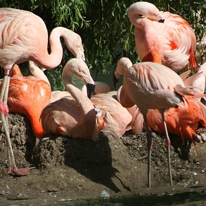 There is the chick I, 4th August 2014