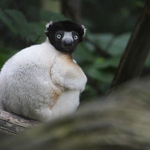 Crowned Sifaka (Propithecus coronatus)