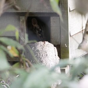 Owston's Banded Palm Civet (Chrotogale owstoni)