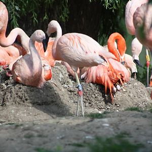 There is the chick II, 4th August 2014