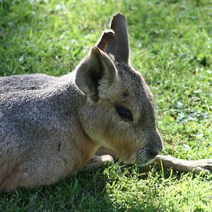 Not a little Reindeer, 4th August