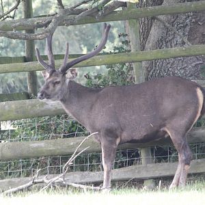 Indian Sambar Deer (Rusa unicolor niger) male
